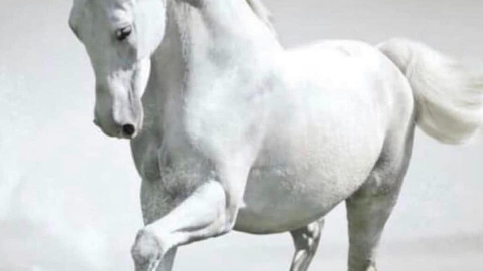 THE GMV N°160: LE CHEVAL BLANC